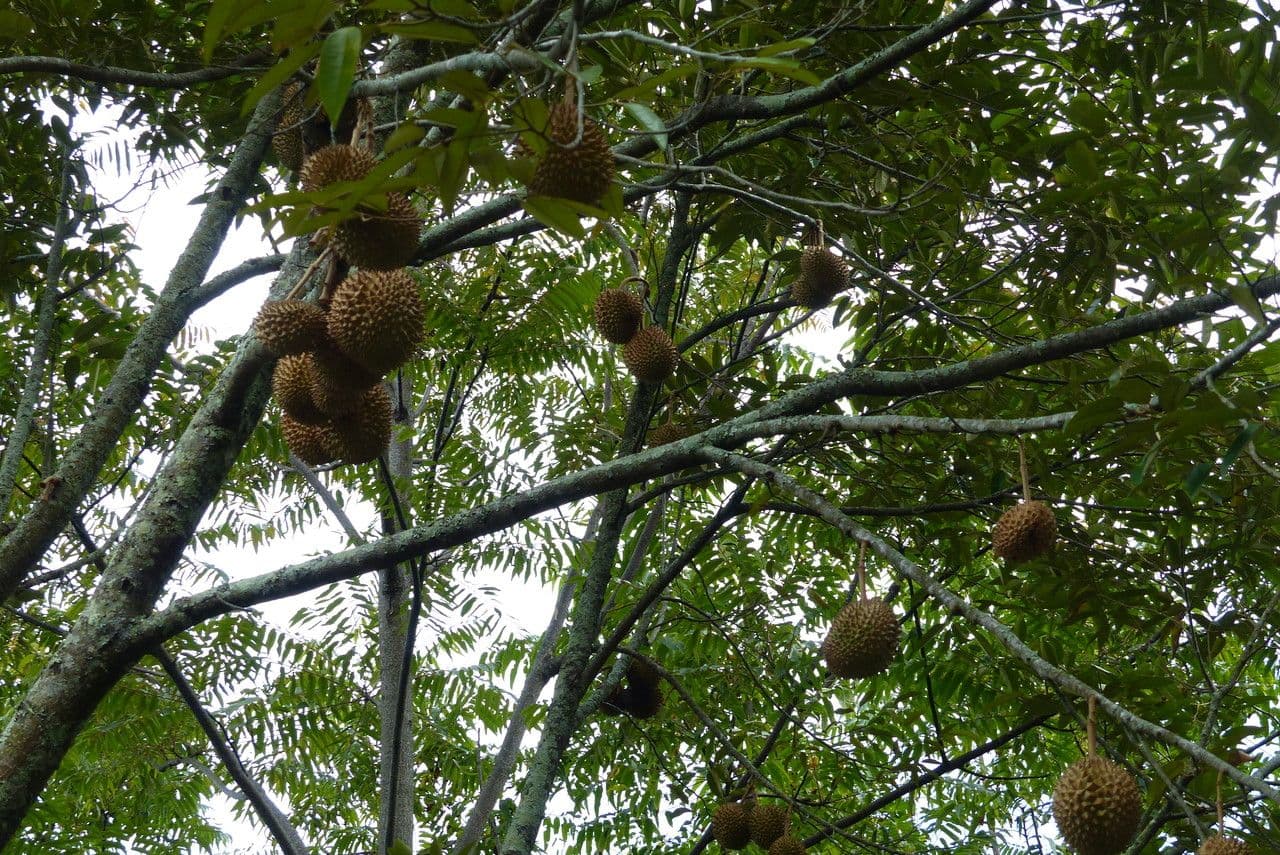 Durian 7