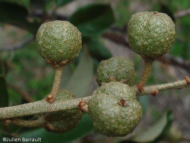Croton 2
