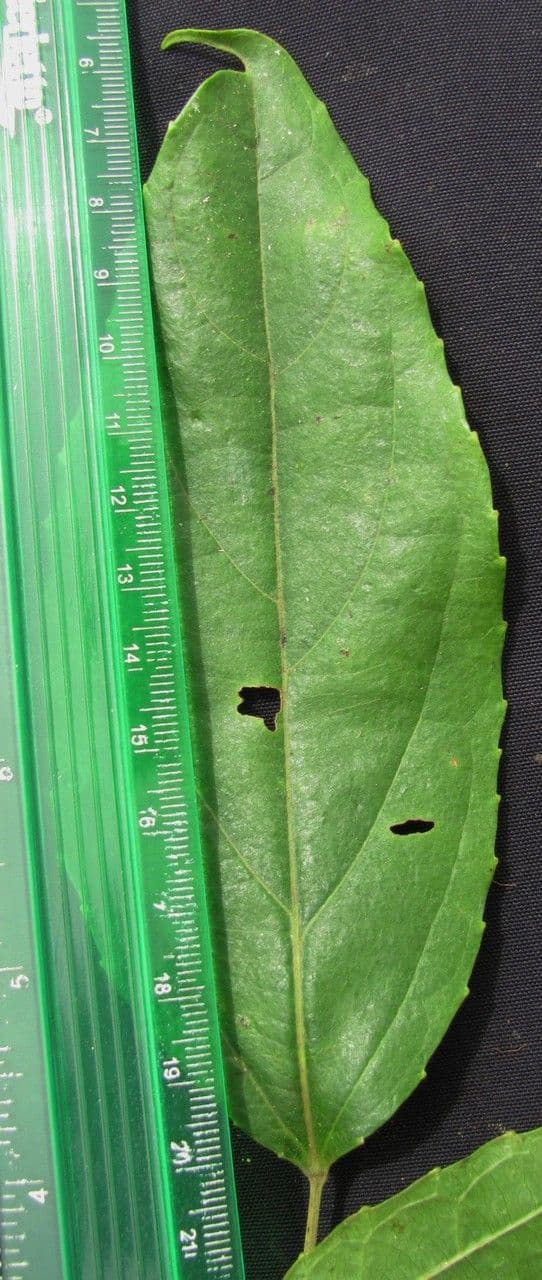 Macrohasseltia macroterantha 7