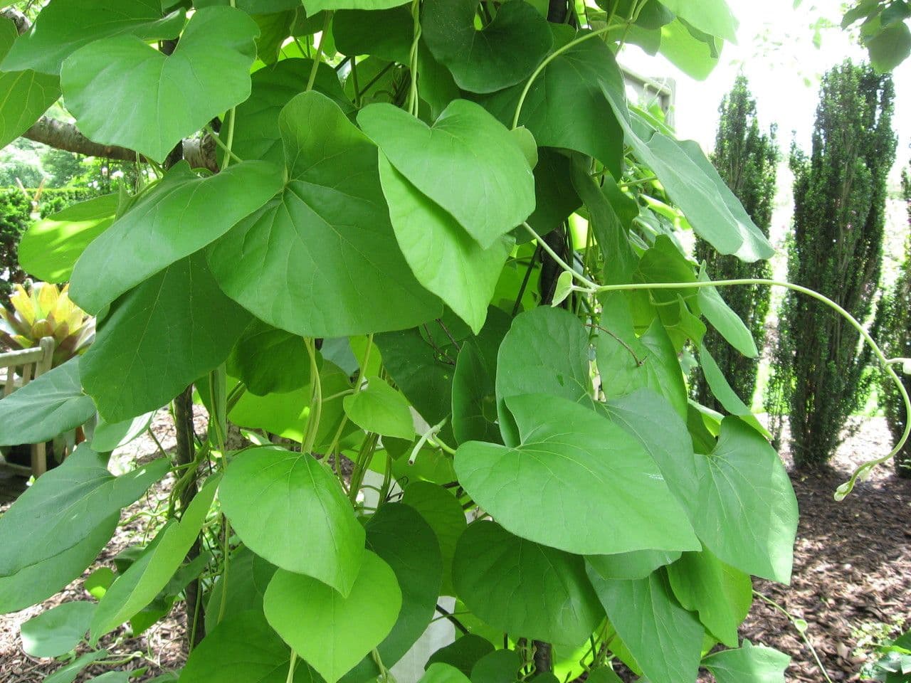 Aristolochia 7