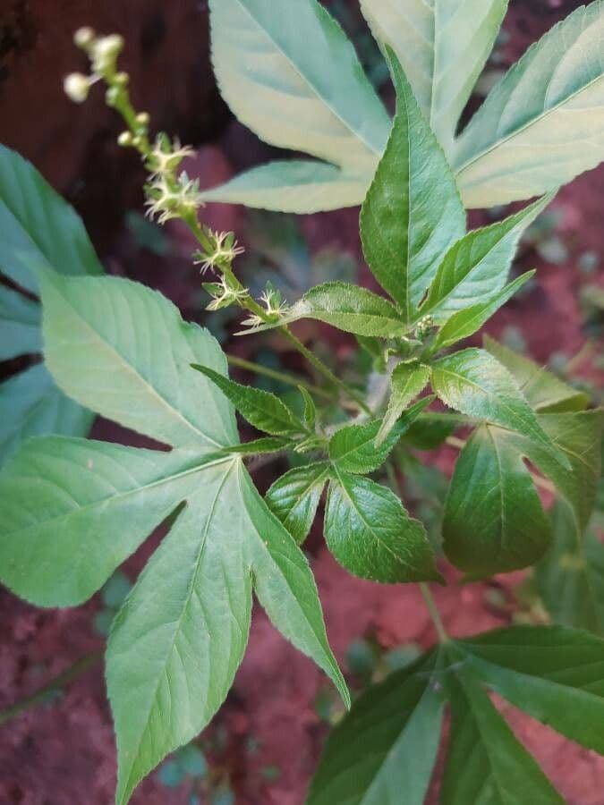 Croton lobato 18
