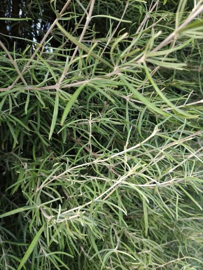 Teucrium 8
