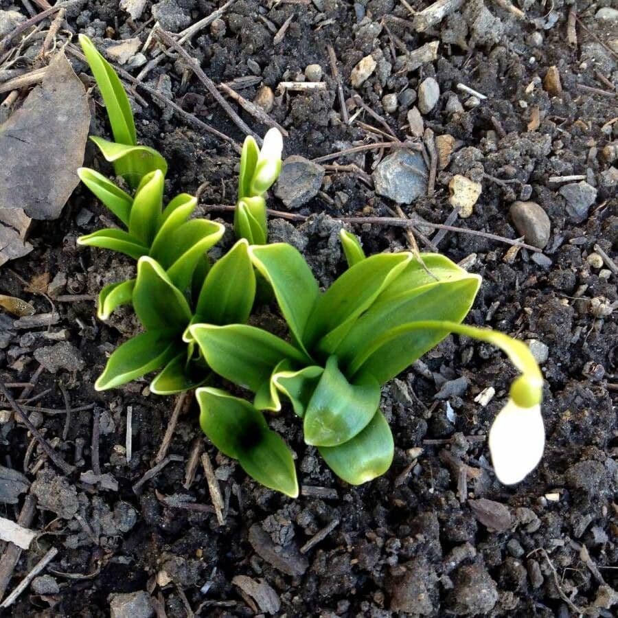 Sněženka podsněžník 19