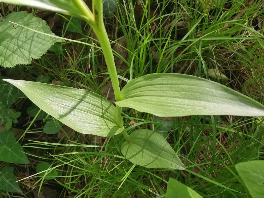 Cefalantera pallida 20