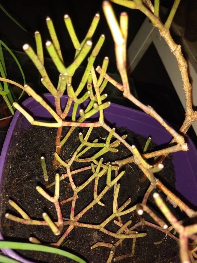 Rhipsalis clavata 14