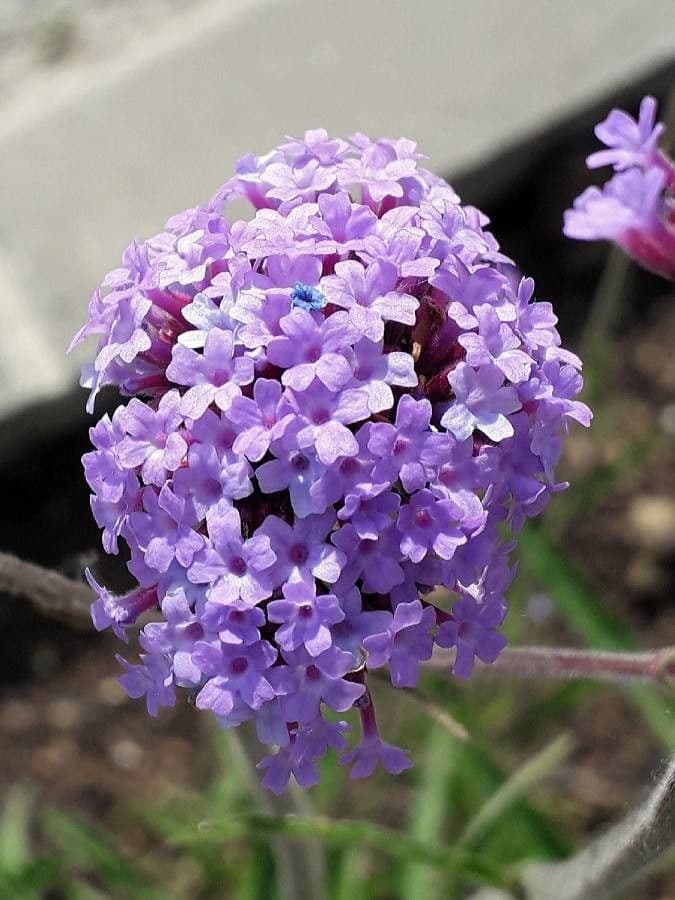 Verbena di Buenos Aires 10
