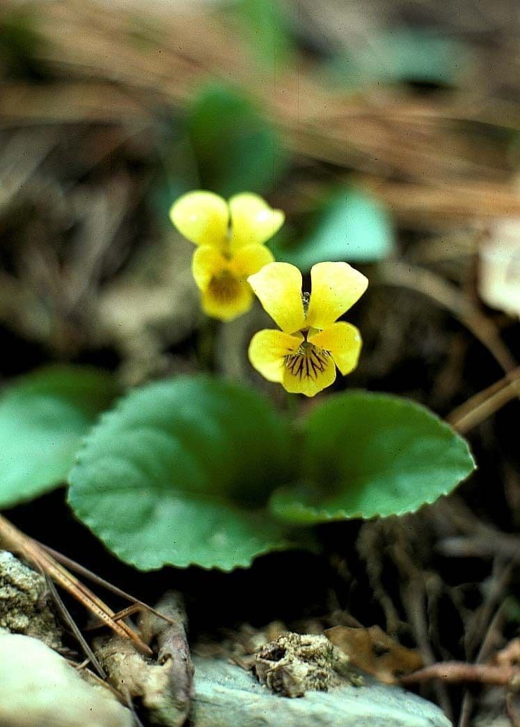 Viola