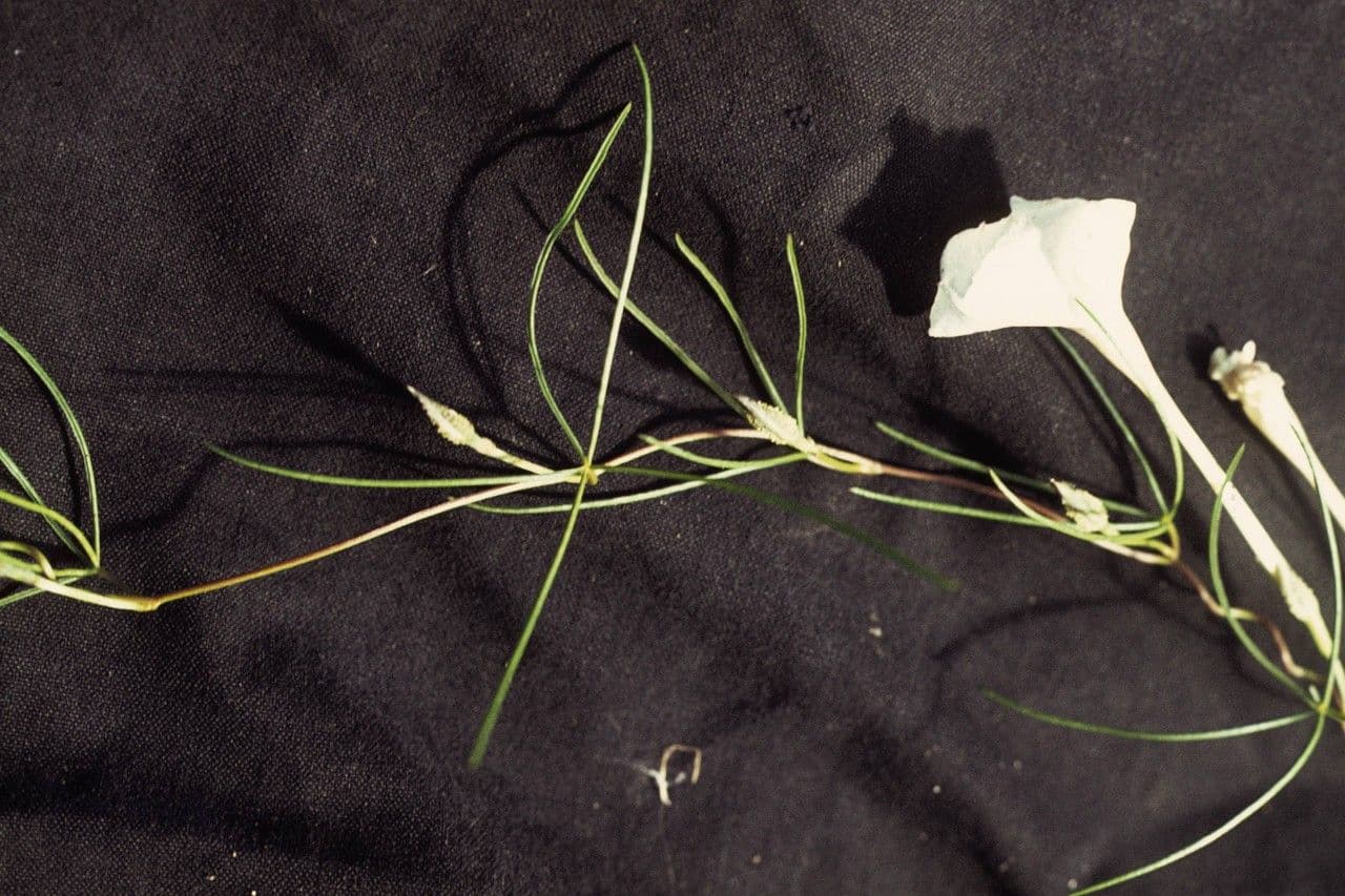 Ipomoea 10