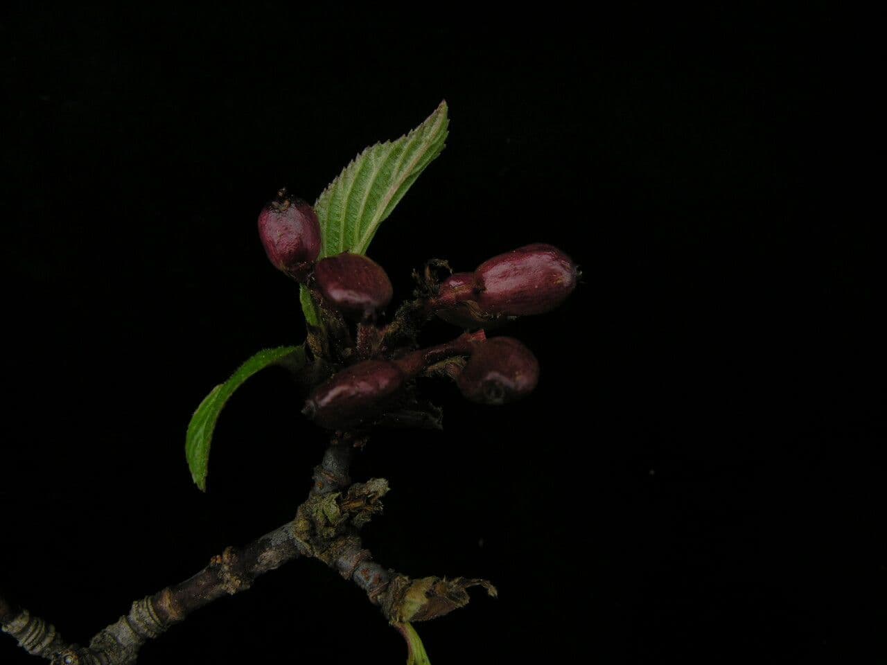 Großblütige Viburnum 7