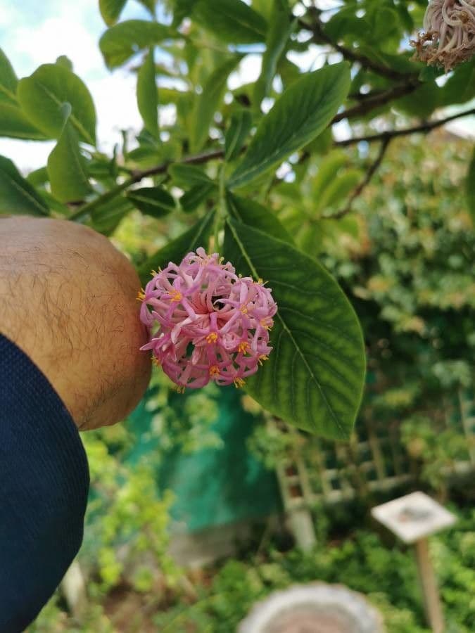 Dais cotinifolia 2
