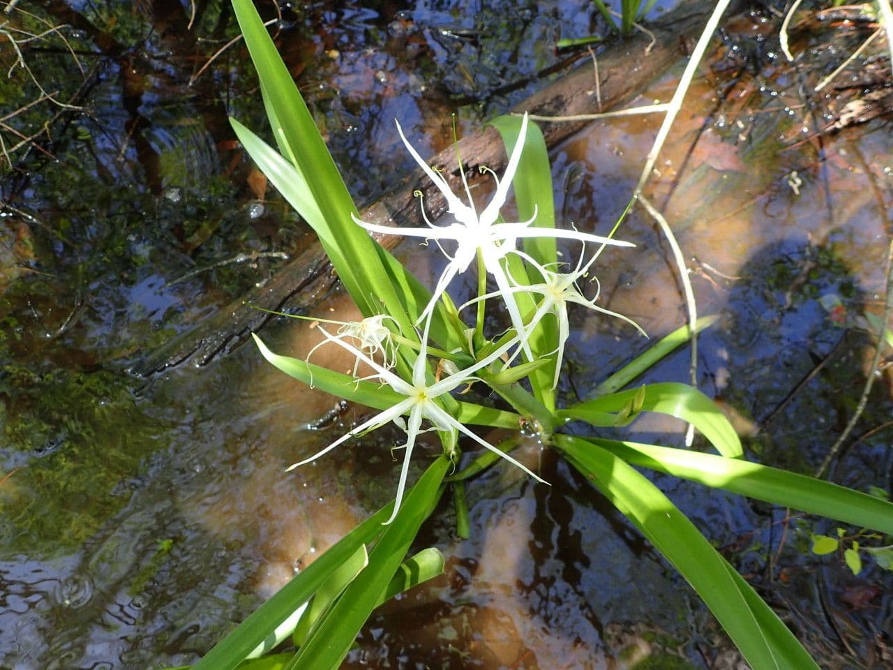 Hymenocallis 9