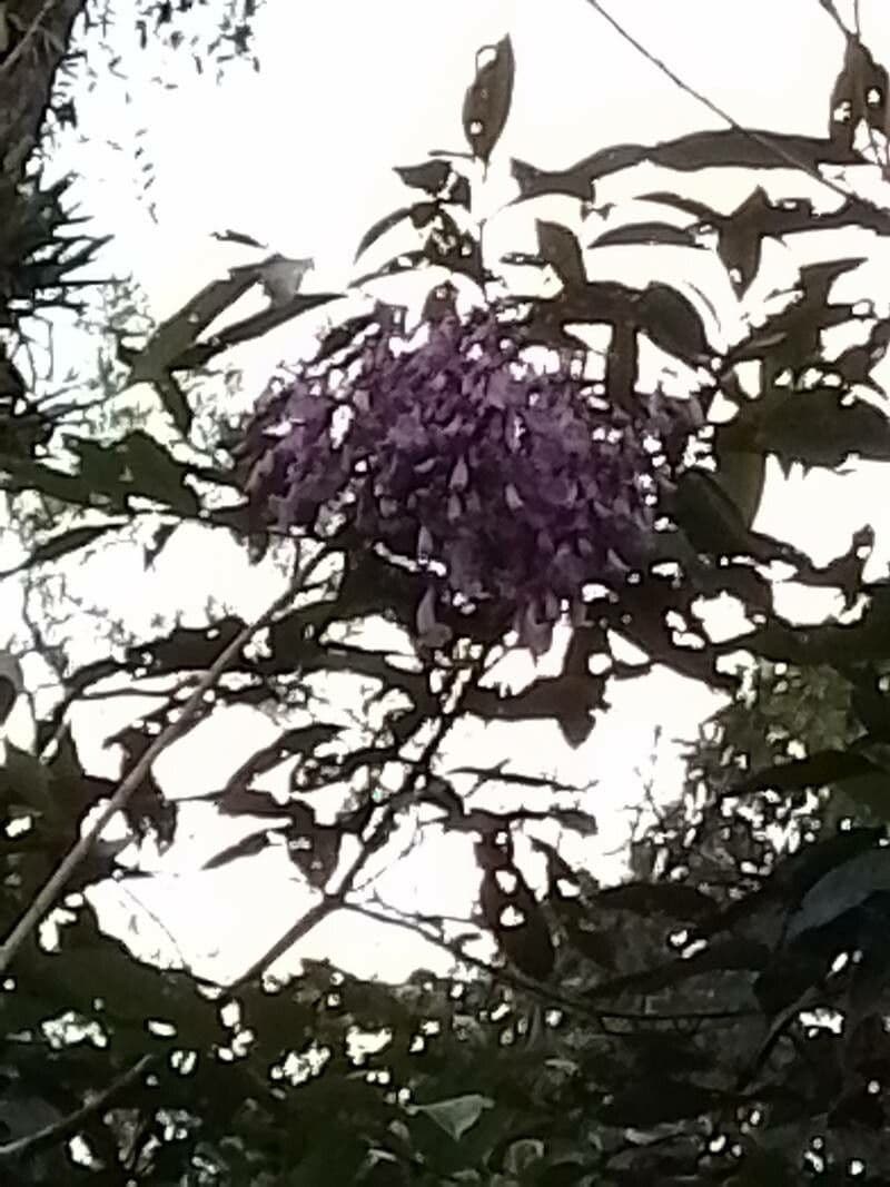 Jacaranda 3