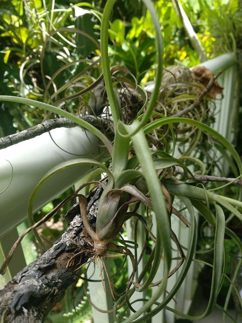 Tillandsia bulbosa 10