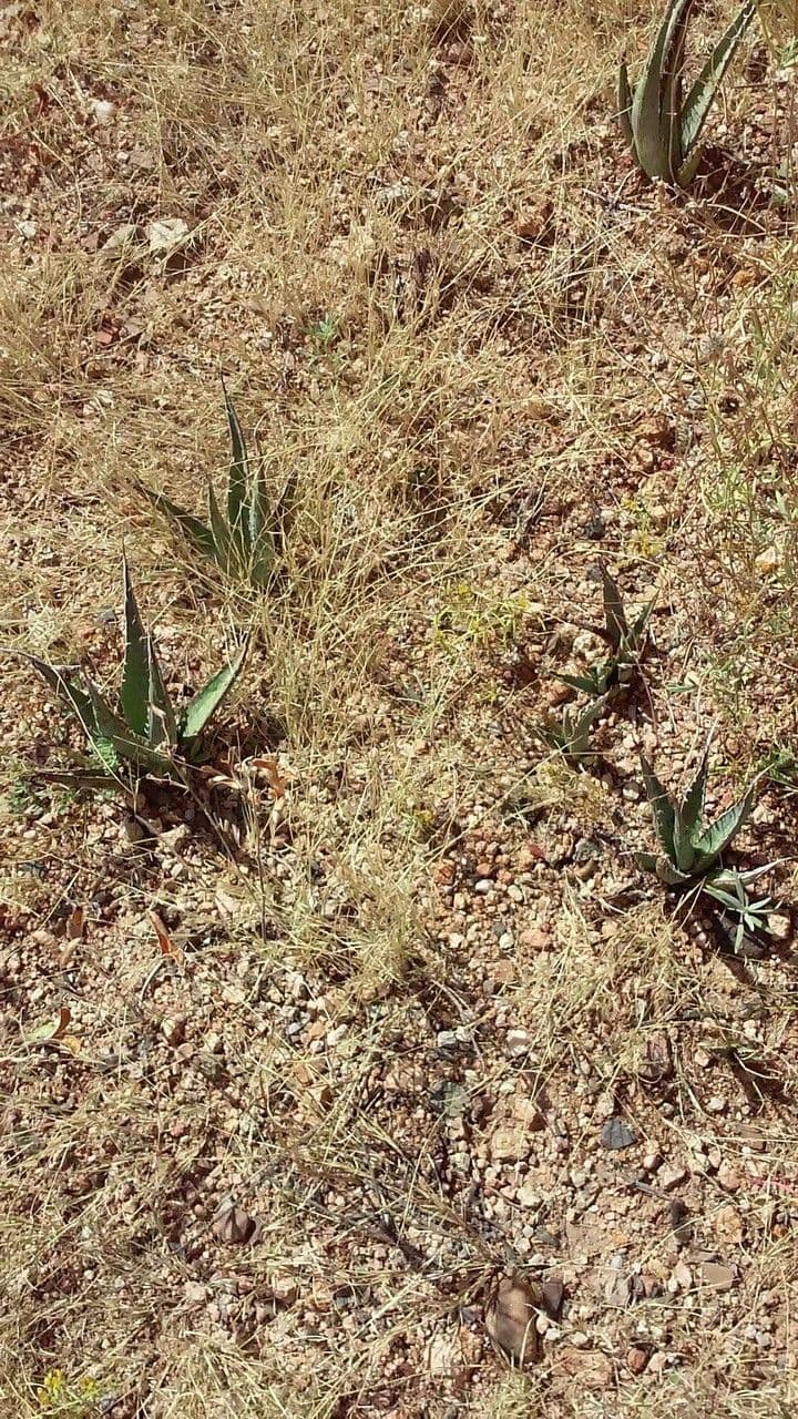 Agave lechuguilla 10