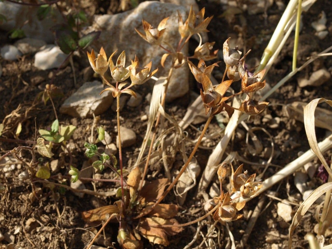 Androsace maxima 4