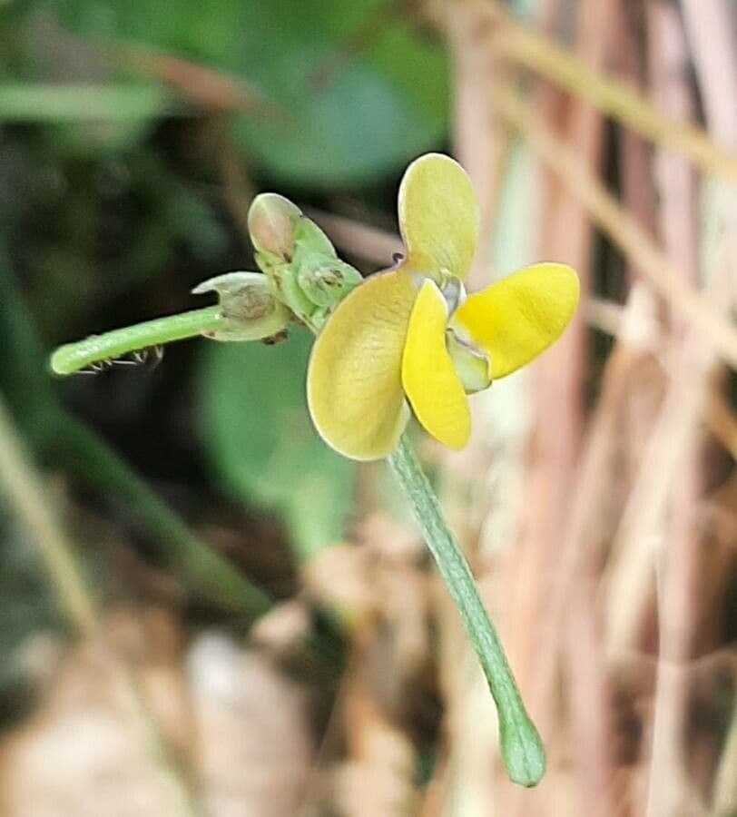 Vigna trilobata