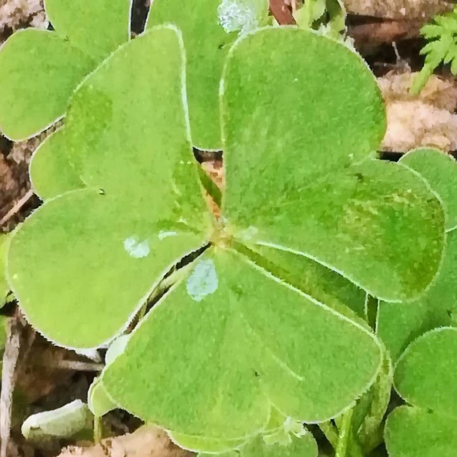 Acetosa debilis 13