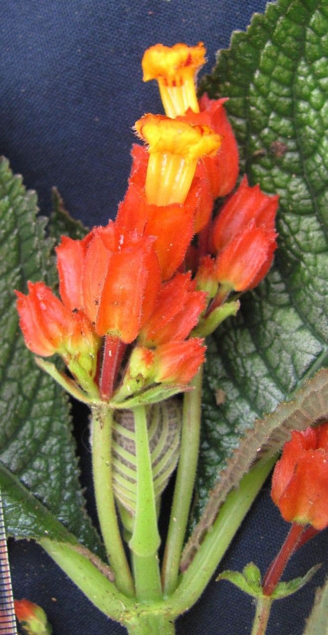 Chrysothemis pulchella 2