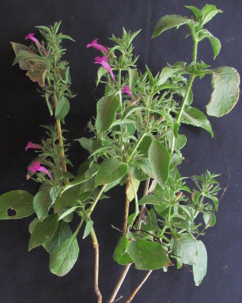 Ruellia 14