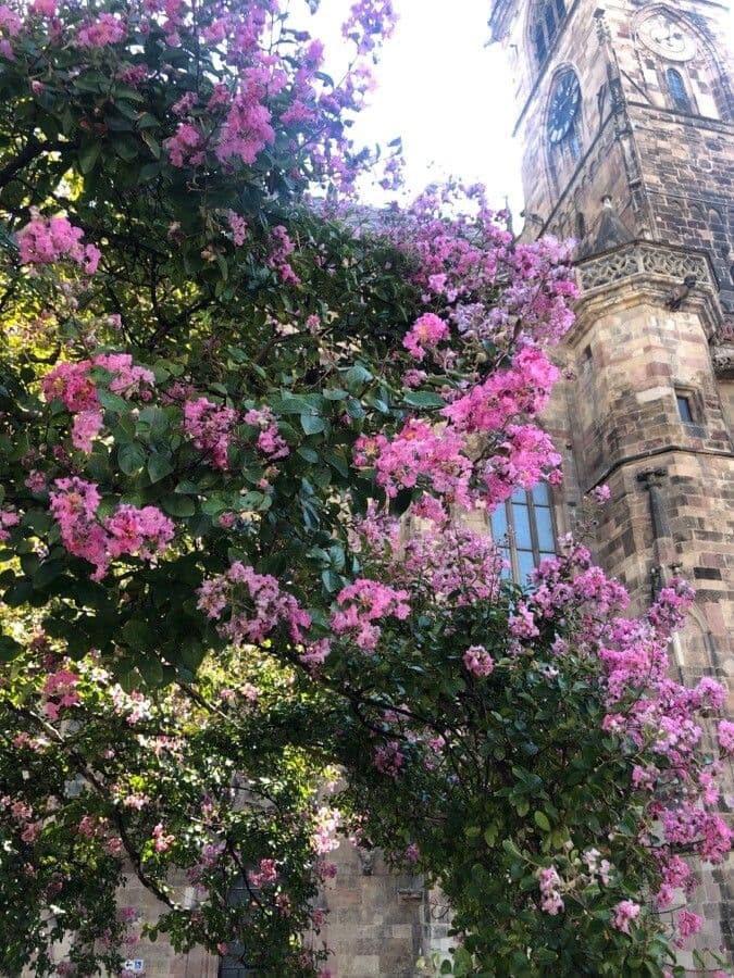 Lagerstroemia 15