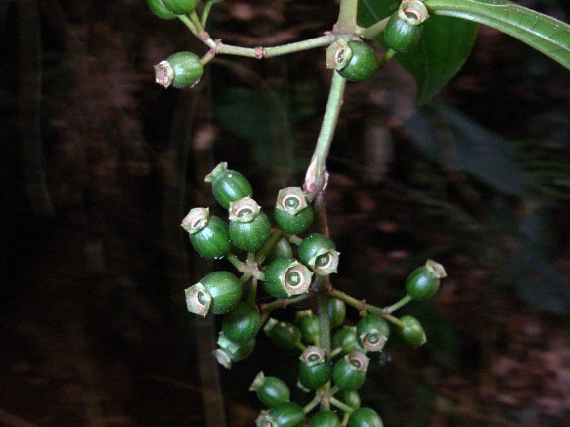 Adelobotrys 5