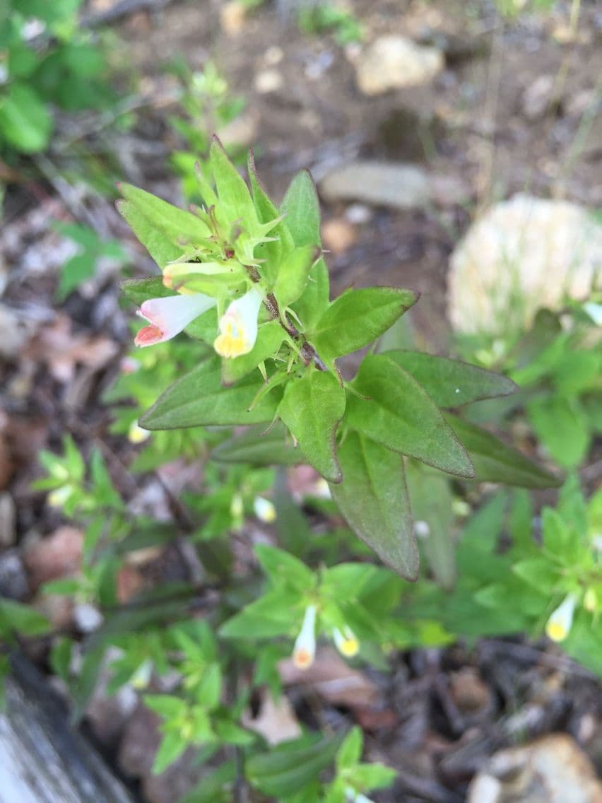 Melampyrum lineare 9