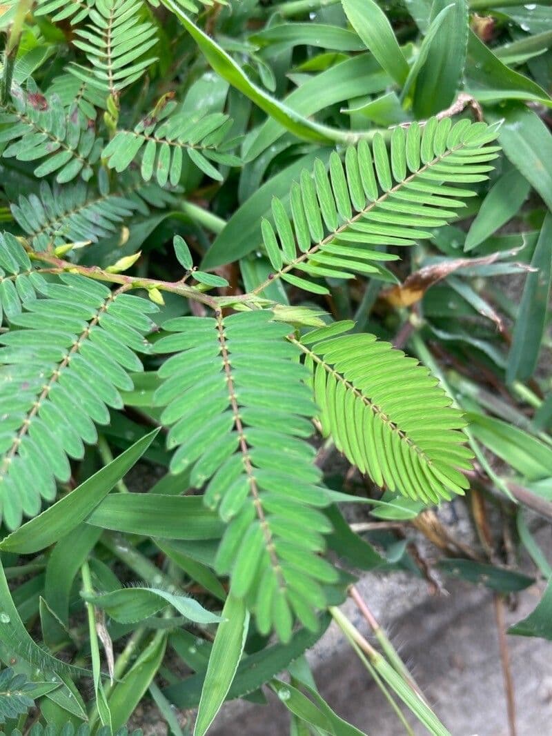 Herbe sensible 18