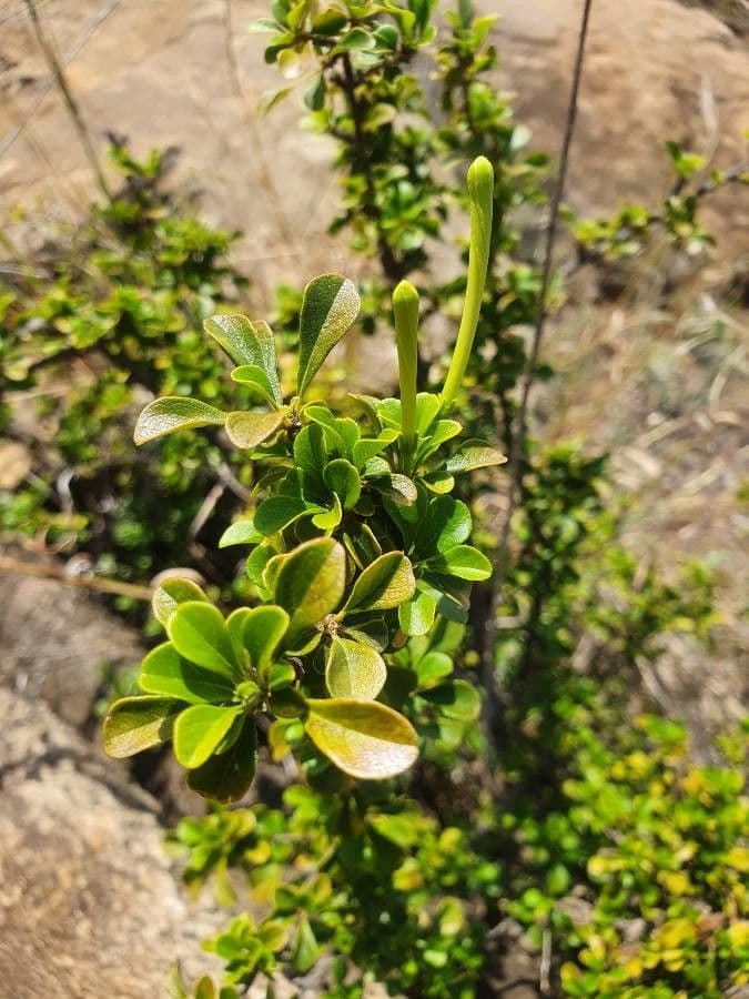 Turraea 7
