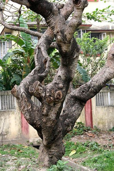 Frangipani 22