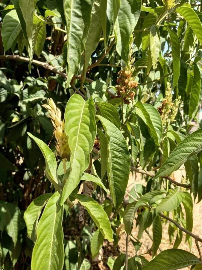 Aphelandra 12