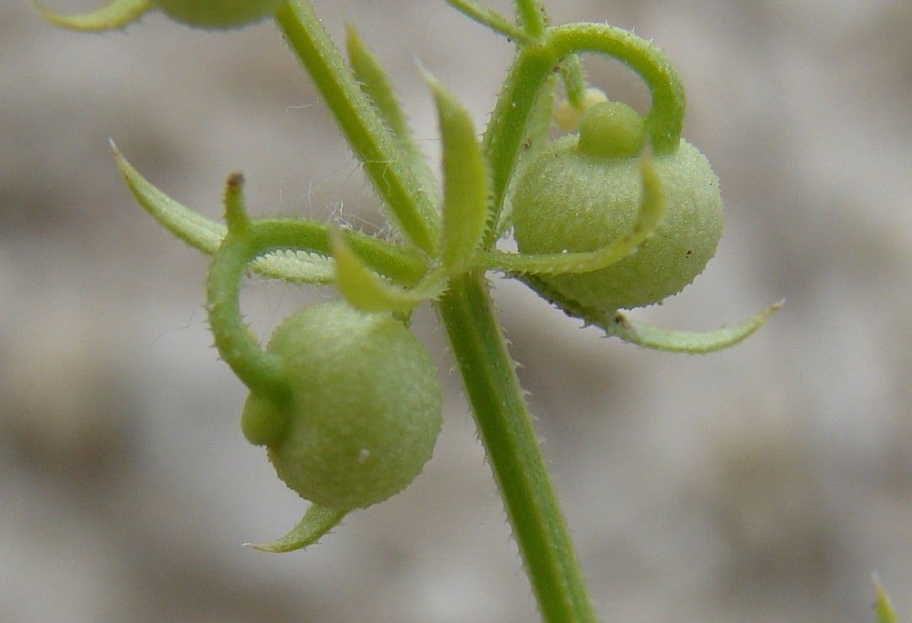 Corn-cleavers 2