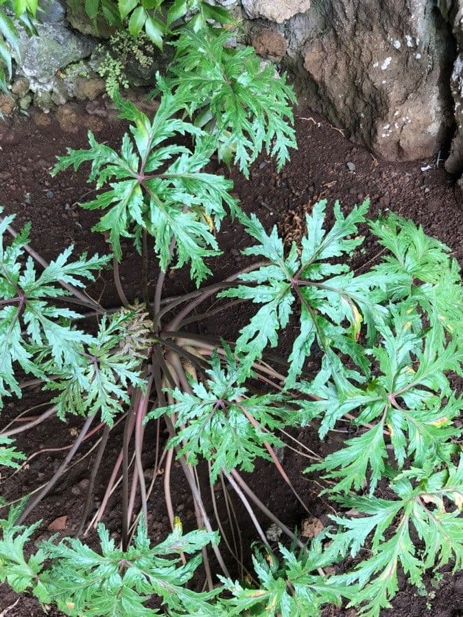 Geranio de Madeira 2