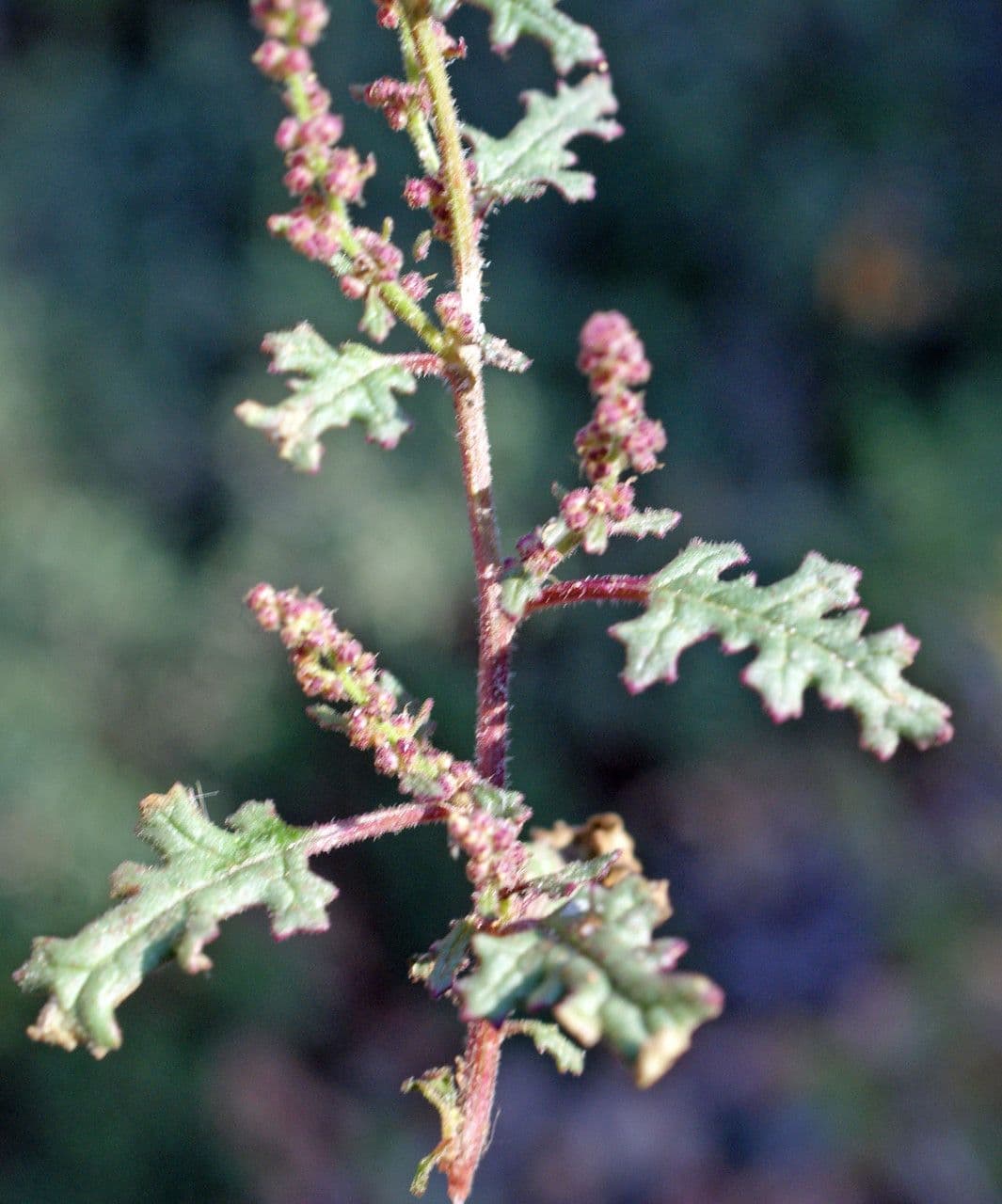 Chenopodio 16