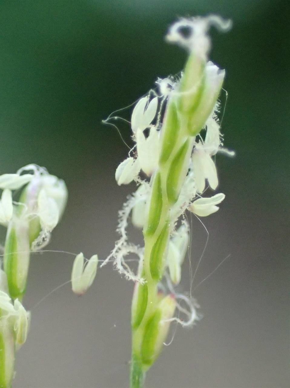 Mibora minima 4