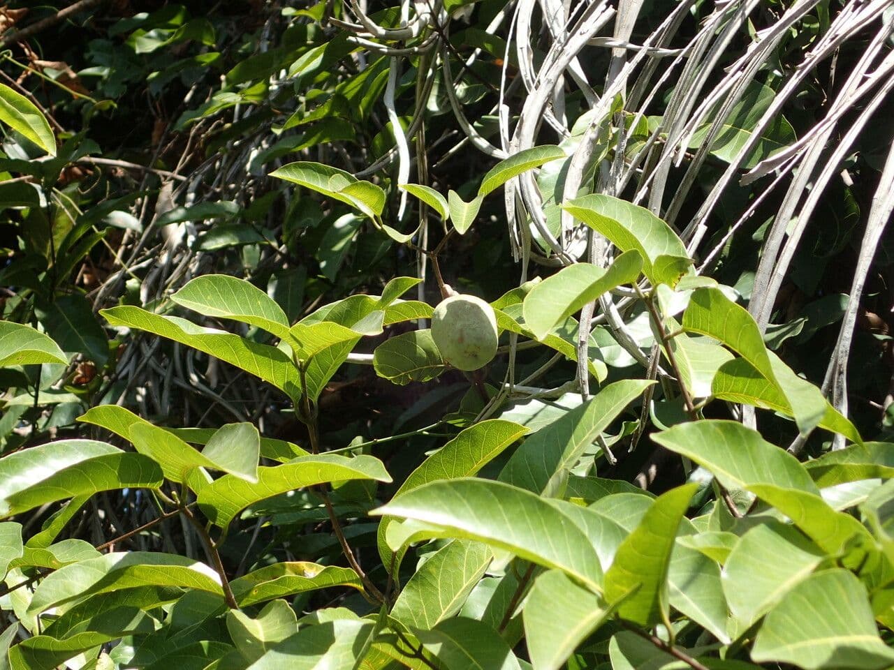 Saba