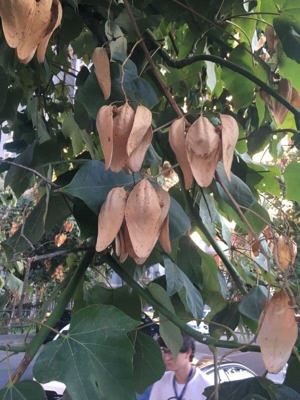 Chinesischer Flaschenbaum 5