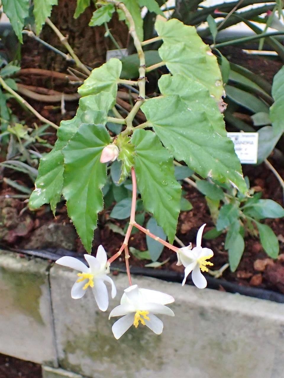 Begonia 8