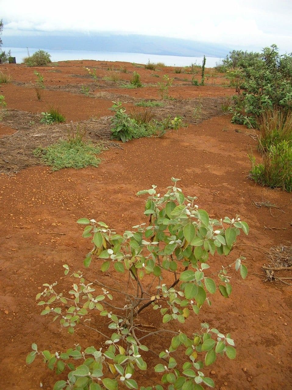 Achyranthes 9