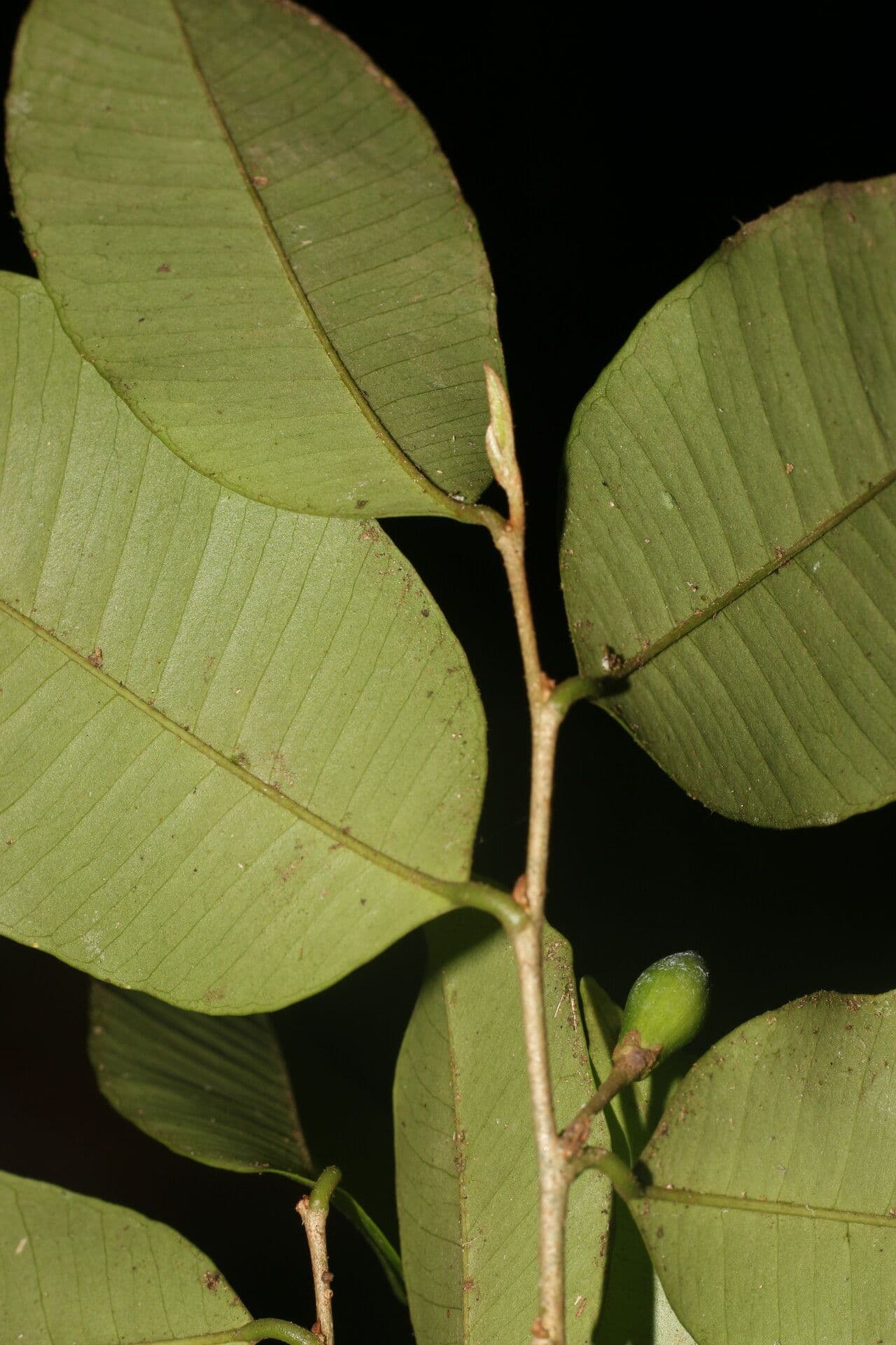 Chrysophyllum 9