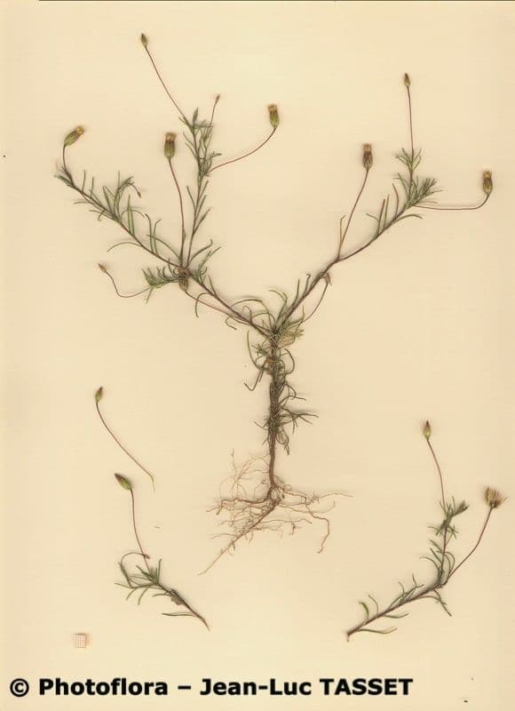 Leysera 6