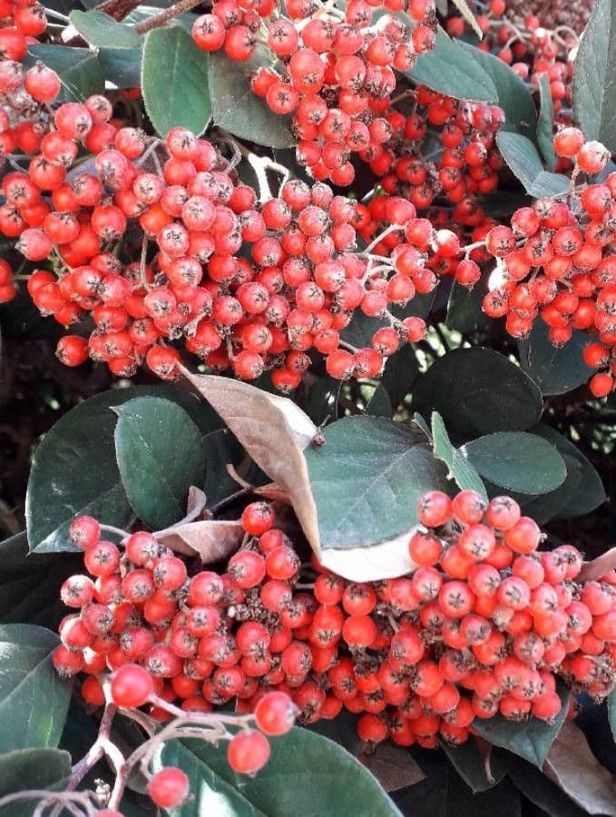 Cotoneaster 5