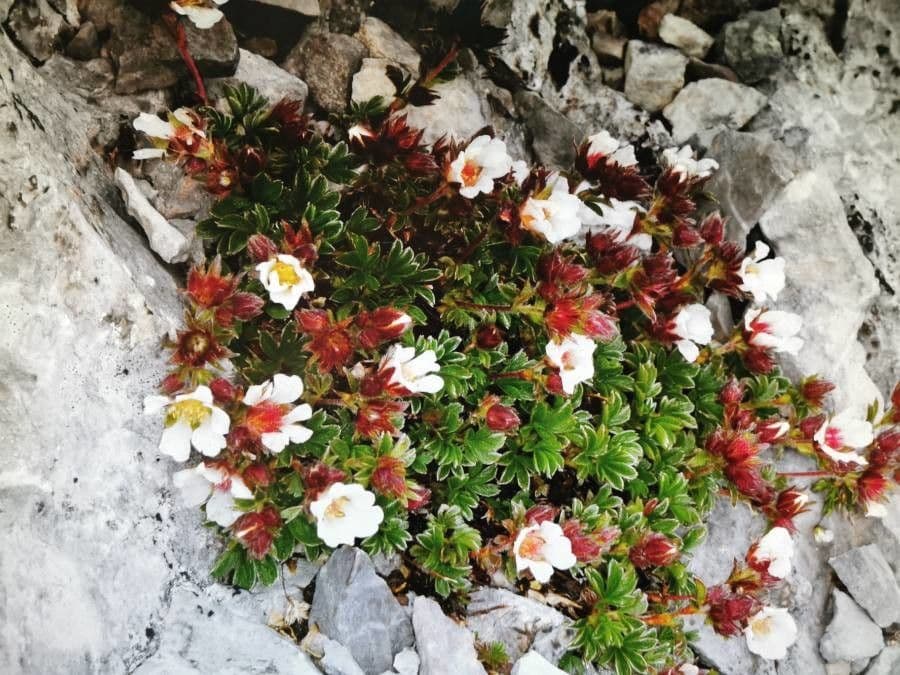 Sassifraga biflora 12