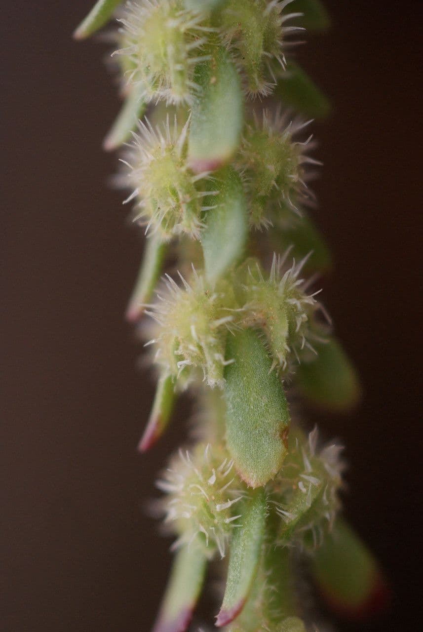 Valantia hispida 6