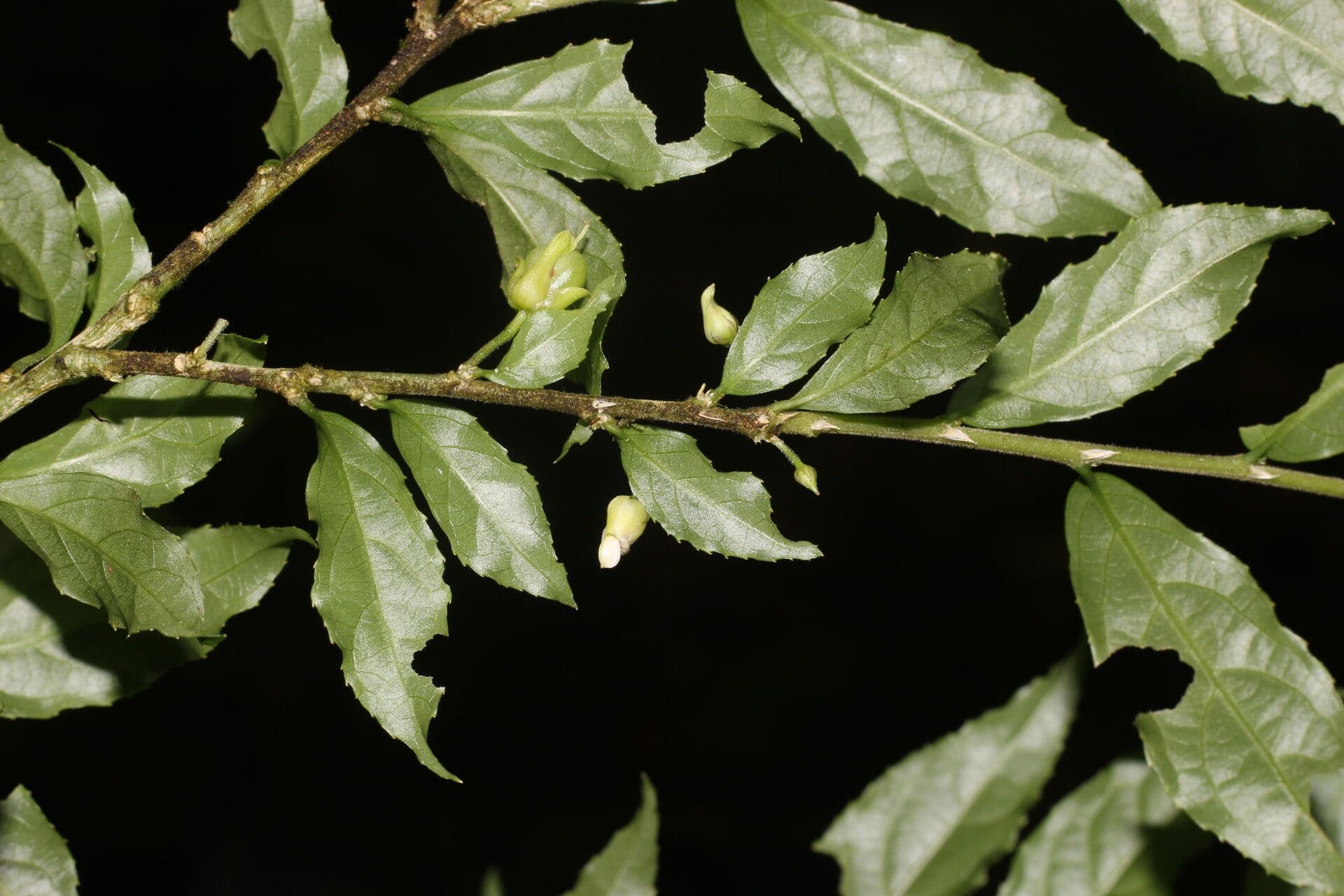 Hybanthus 2