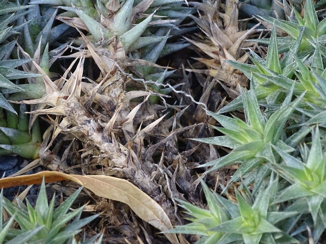 Deuterocohnia 10