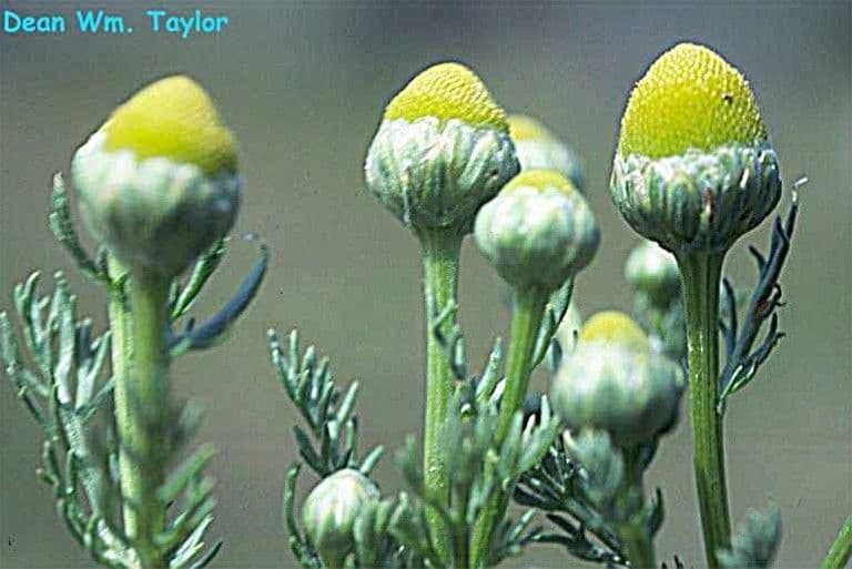 Matricaria 6