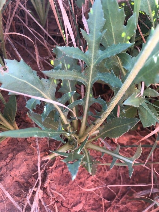 Gaillardia pennatifida 15