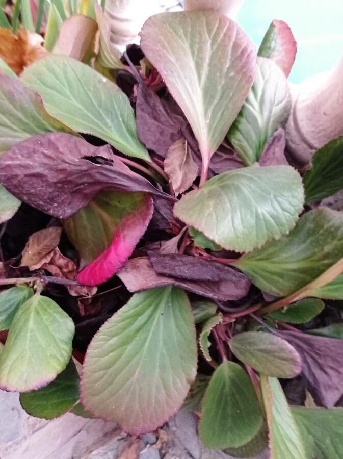 Bergenia cordifolia 19