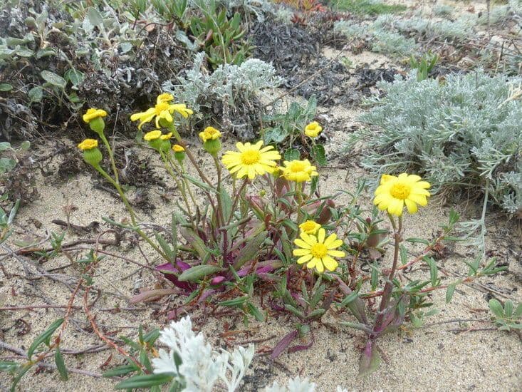 Senecio californiano 8