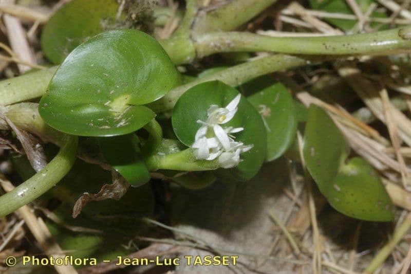 Heteranthera 21